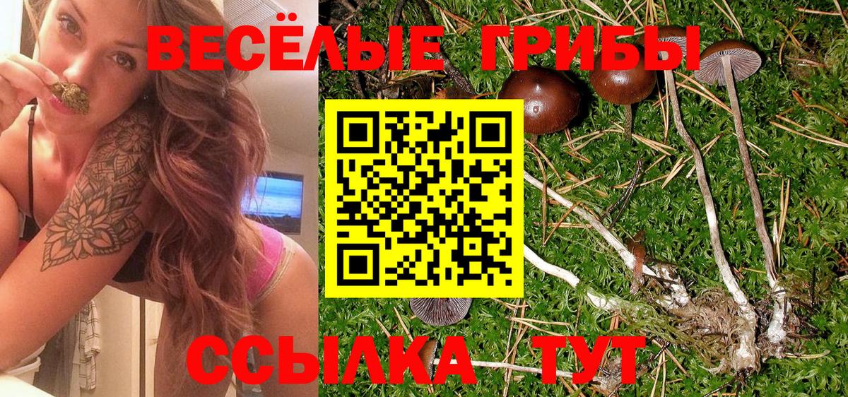 Шумерля  Псилоцибиновые грибы Cubensis  Вход с VPN 